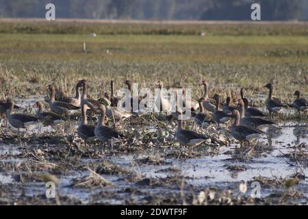 Migratory birds at majuli in  winter season. Stock Photo