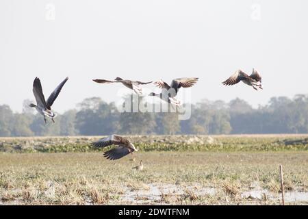 Migratory birds at majuli in  winter season. Stock Photo