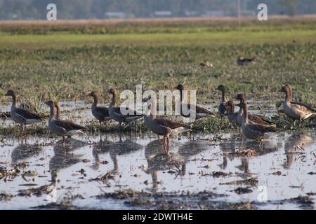 Migratory birds at majuli in  winter season. Stock Photo