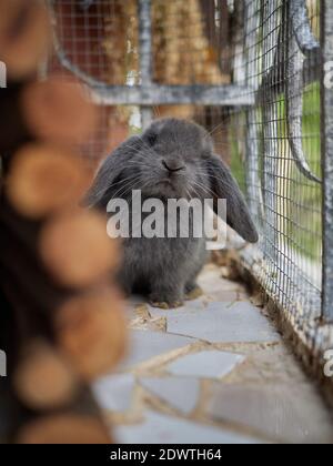 Little curious gray rabbit looking into the camera Stock Photo