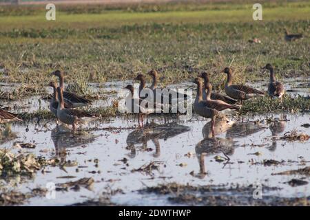 Migratory birds at majuli in  winter season. Stock Photo