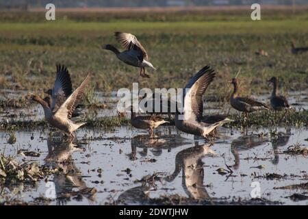 Migratory birds at majuli in  winter season. Stock Photo