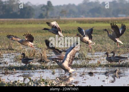 Migratory birds at majuli in  winter season. Stock Photo