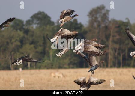 Migratory birds at majuli in  winter season. Stock Photo