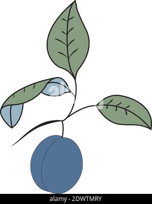 Vector illustration of a single Victoria Plum on branch with leaves Stock Vector