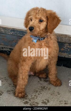 12 week old Golden-Doodle puppy with muddy pawprints Stock Photo