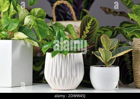 Various indoor houseplants like Philodendron or Ficus in beautiful white flower pots Stock Photo