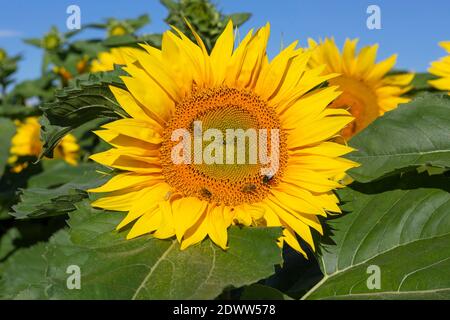 Sonnenblumen, Helianthus Stock Photo