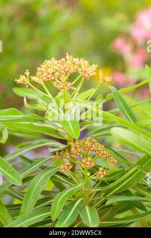 Euphorbia mellifera, Canary or Honey Spurge Stock Photo