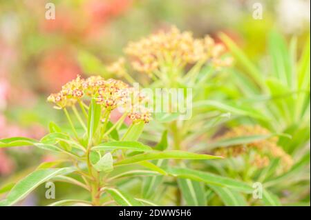 Euphorbia mellifera, Canary or Honey Spurge Stock Photo