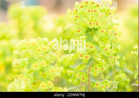 Euphorbia characias ‘Humpty Dumpty, spurge ‘Humpty Dumpty' Stock Photo