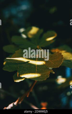 a fig leaf with shadows and lights on a dark background Stock Photo