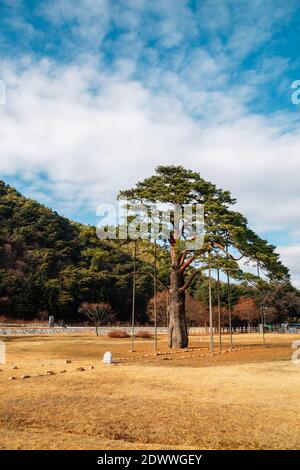 Jeongipum Pine Tree in Boeun, Korea Stock Photo