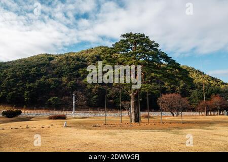 Jeongipum Pine Tree in Boeun, Korea Stock Photo