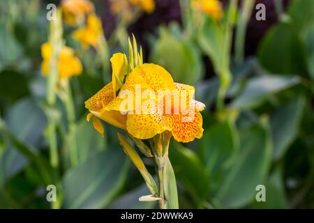 Golden Canna generalis flower in full bloom at the garden in India Stock Photo