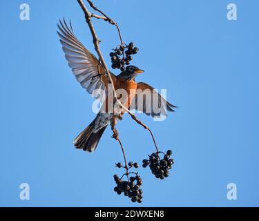 A American Robin, Turdus migratorius,  feeding on a branch of an Amur Cork tree, with open wings to keep balance Stock Photo