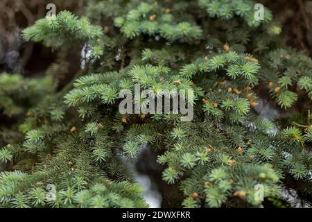 Coniferous branch with young shoots of needles and small cones. Close-up of a blue spruce. Stock Photo