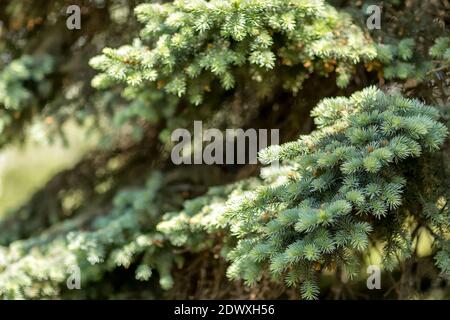 Coniferous branch with young shoots of needles and small cones. Close-up of a blue spruce. Stock Photo