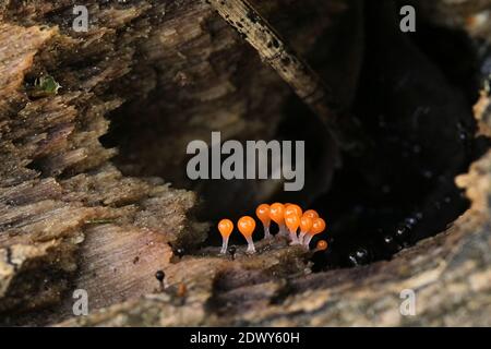 Trichia decipiens, a slime mold from Finland with no common english name Stock Photo