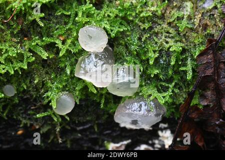 Neobulgaria pura, also called Ombrophila pura, known as Beech Jellydisc, wild fungus from Finland Stock Photo
