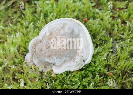 Ganoderma applanatum, known as the artist's bracket, artist's conk or bear bread, a bracket fungus from Finland Stock Photo