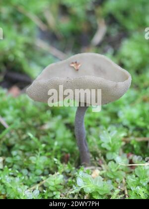 Helvella macropus, also called Helvella bulbosa, commonly known as Felt saddle fungus, wild mushroom from Finland Stock Photo