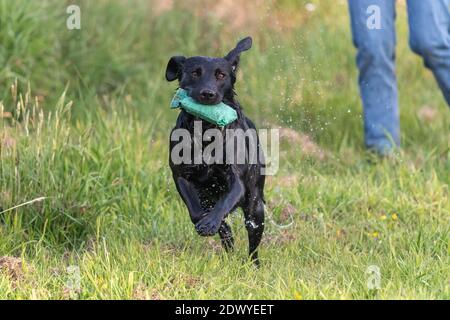 Close up of a wet black Labrador running through a field while carrying a training dummy Stock Photo