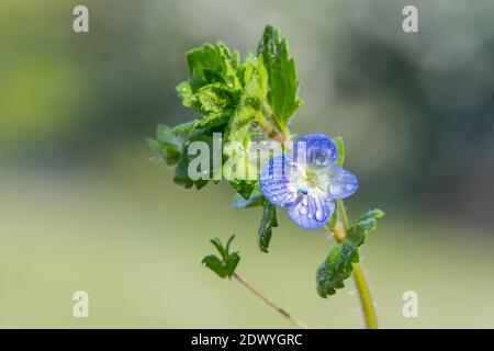 Macro shot of a common speedwell (veronica arvensis) flower Stock Photo