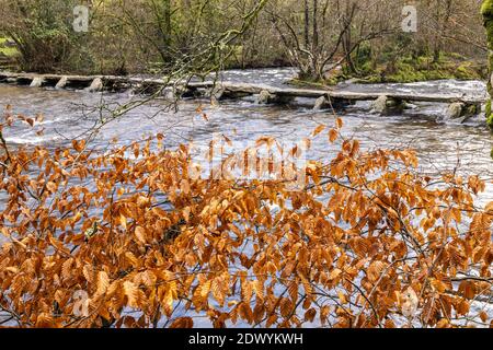 Autumn foliage of a beech tree beside the prehistoric clapper bridge across the River Barle at Tarr Steps, Exmoor National Park, Somerset Stock Photo