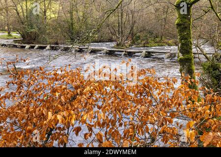 Autumn foliage of a beech tree beside the prehistoric clapper bridge across the River Barle at Tarr Steps, Exmoor National Park, Somerset Stock Photo
