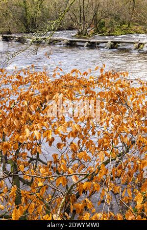 Autumn foliage of a beech tree beside the prehistoric clapper bridge across the River Barle at Tarr Steps, Exmoor National Park, Somerset Stock Photo