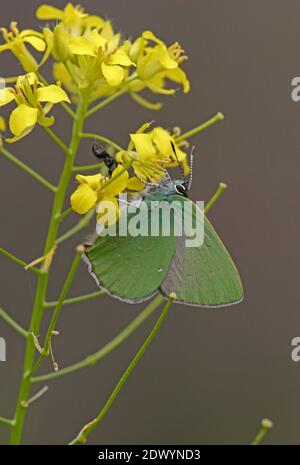 Green Hairstreak (Callophrys rubi) adult feeding at flower  Armenia               May Stock Photo