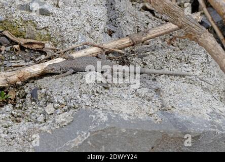 Georgian Lizard (darevskia Rudis) Adult Sunning On Rock Georgia May 