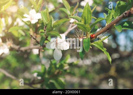 Blooming flowers on apple tree. Spring sunny day. Ladybug sitting on the branch. Stock Photo