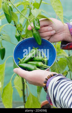 Capsicum annuum. Harvesting green jalapeno chilli peppers grown  in a back garden polytunnel. UK. UK Stock Photo
