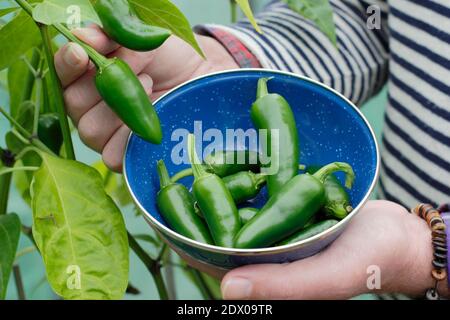 Capsicum annuum. Harvesting green jalapeno chilli peppers by hand   in a back garden polytunnel. UK. Stock Photo