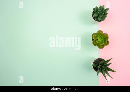 Three different kinds of succulents in white flowerpots stand on a colorful pink and blue background Stock Photo