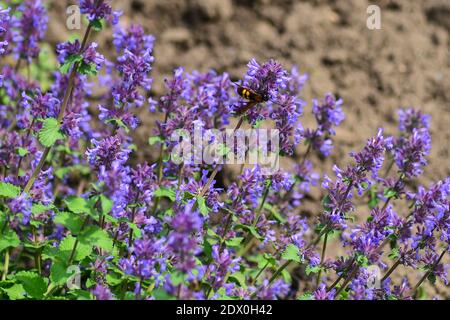 Mammoth wasp, lat. Megascolia maculata, collects nectar from flowers Stock Photo