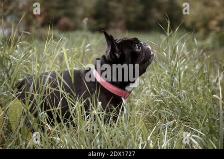 black and white breasted French Bulldog outdoors wearing a red collar in tall green grass Stock Photo