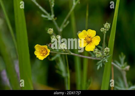 Blooming Slender Cinquefoil Potentilla, little yellow flower in the glade at Lozen mountain, Bulgaria Stock Photo