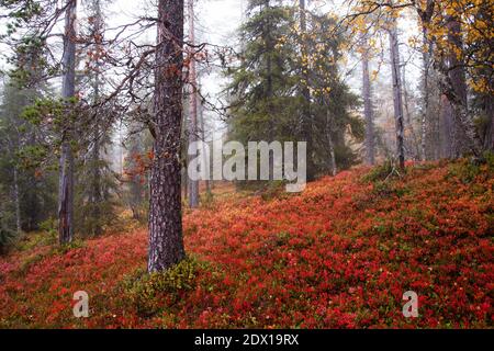 家具 forest autumn Middle of the autumn forest. Sun is shining through colorful
