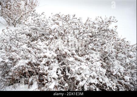 Snow covered Flamingo willow shrub Stock Photo