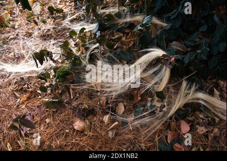 Strands of artificial blonde hair weave through bright green ivy leaves on a pine needles and brown leaves. Stock Photo