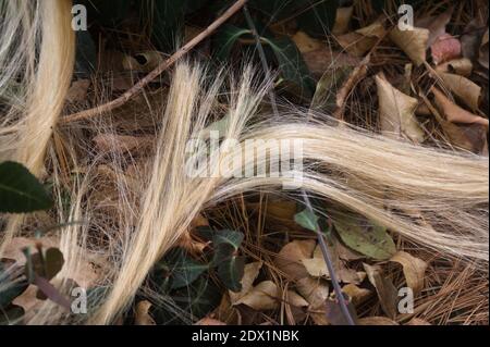 Strands of artificial blonde hair weave through bright green ivy leaves on a pine needles and brown leaves. Stock Photo