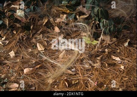 Strands of artificial blonde hair weave through bright green ivy leaves on a pine needles and brown leaves. Stock Photo