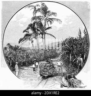 Engraving of a sugar cane plantation in Fiji, circa 1890 Stock Photo