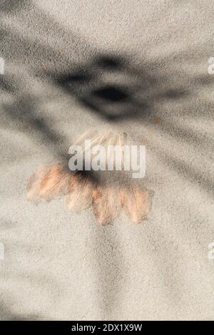 WA18811-00...WASHINGTON - A single leaf on a cement step photographed with multiple exposures and camera movement. Stock Photo