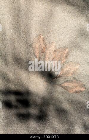 WA18812-00...WASHINGTON - A single leaf on a cement step photographed with multiple exposures and camera movement. Stock Photo