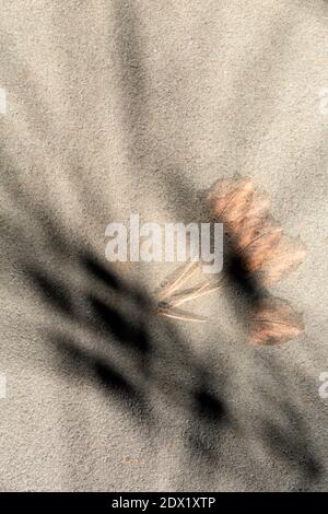 WA18813-00...WASHINGTON - A single leaf on a cement step photographed with multiple exposures and camera movement. Stock Photo