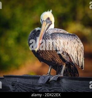 A brown pelican in South Carolina Stock Photo